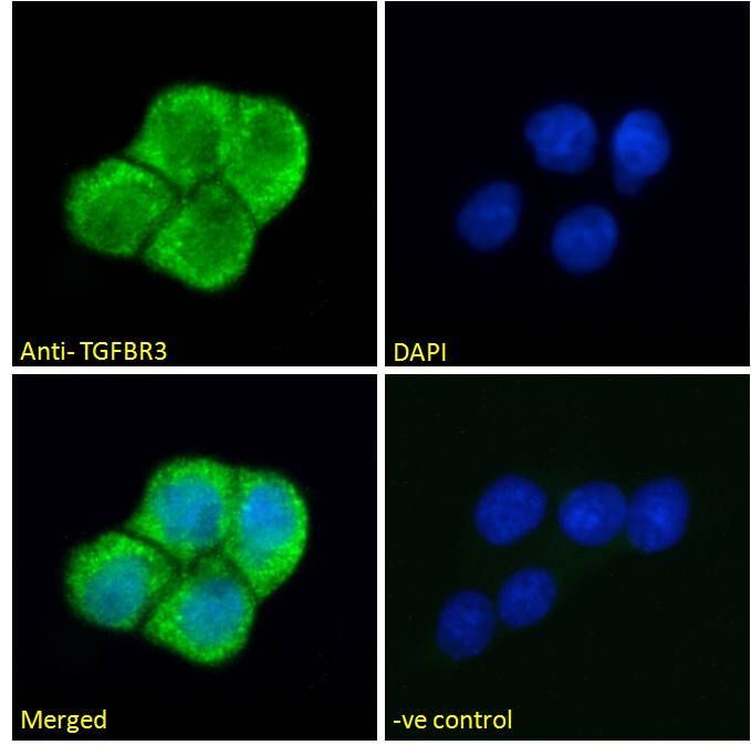 Goat anti-TGFBR3 Antibody