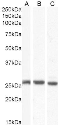 GJB2/Connexin 26 Antibody