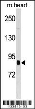 CUL2 Antibody (N-term)