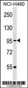 CUL2 Antibody (N-term)