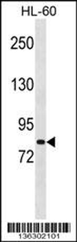 MSH5 Antibody (Center)