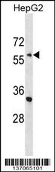 ENC1 Antibody (C-term)
