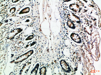 MCP-3 Polyclonal Antibody