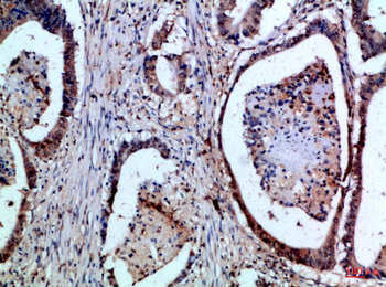 FAS-L Polyclonal Antibody
