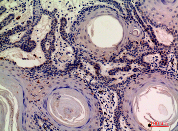 Mob3A/B Polyclonal Antibody