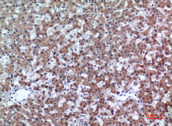 CD200 Polyclonal Antibody
