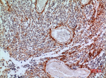 CD200 Polyclonal Antibody
