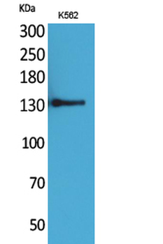 CD50 Polyclonal Antibody