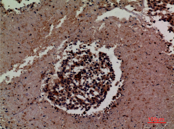 CD50 Polyclonal Antibody