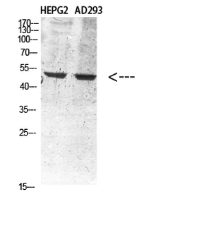 Vimentin Polyclonal Antibody