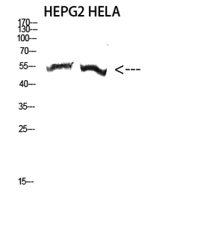 Tubulin α-3C/D/E Polyclonal Antibody