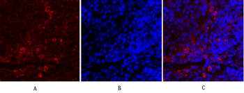 Synapsin I Polyclonal Antibody