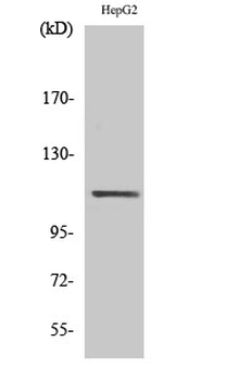 Stat2 Polyclonal Antibody