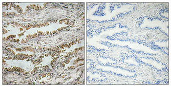 NT-4 Polyclonal Antibody