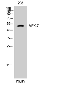 MEK-7 Polyclonal Antibody