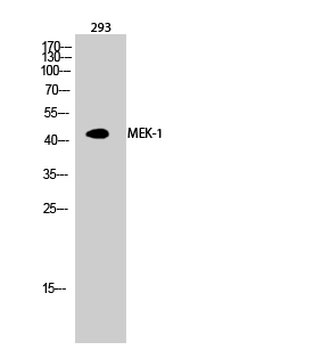 MEK-1 Polyclonal Antibody
