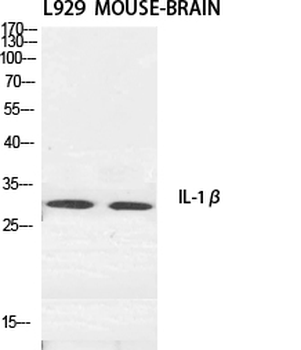 IL-1β Polyclonal Antibody