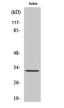 HEI10 Polyclonal Antibody