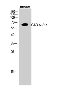 GAD-65/67 Polyclonal Antibody