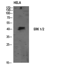 ERK 1/2 Polyclonal Antibody