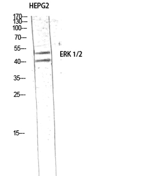 ERK 1/2 Polyclonal Antibody