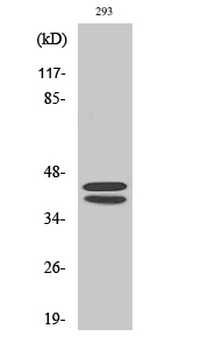 ERK 1/2 Polyclonal Antibody