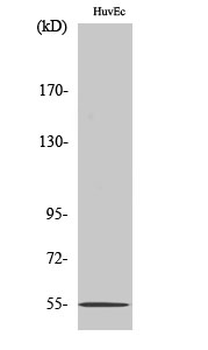 EMR4 Polyclonal Antibody