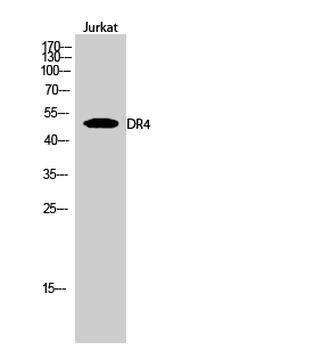 DR4 Polyclonal Antibody