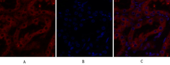 Calnexin Polyclonal Antibody