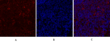 Calnexin Polyclonal Antibody