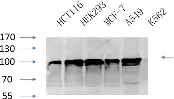 Calnexin Polyclonal Antibody