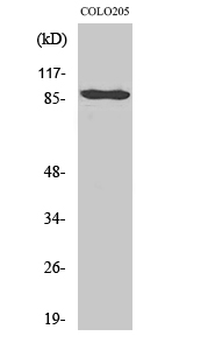 Cadherin-9 Polyclonal Antibody