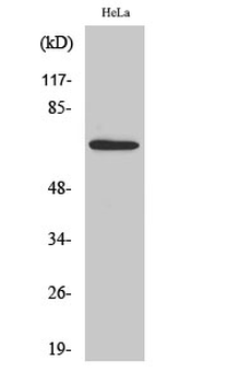 AIFL Polyclonal Antibody