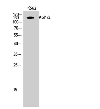 Abl1/2 Polyclonal Antibody