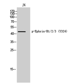 Ephrin-B1/2/3 (phospho Tyr324) Polyclonal Antibody