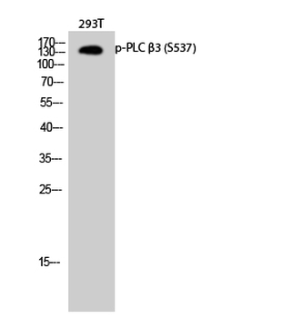 PLC β3 (phospho Ser537) Polyclonal Antibody