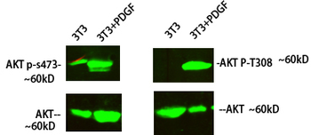 Akt (phospho Thr308) Polyclonal Antibody