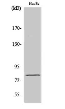 Tau (phospho Ser235) Polyclonal Antibody