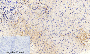 JAK1 (phospho Tyr1022) Polyclonal Antibody