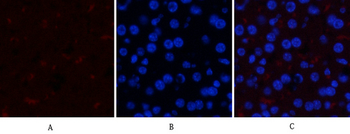 GSK3α/β (phospho Tyr279/216) Polyclonal Antibody