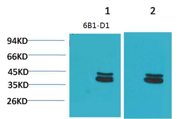 P44/42 MAPK (ERK1/2) Monoclonal Antibody(6B1)