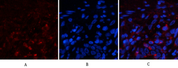 Cyclophilin B Monoclonal Antibody(2B10)