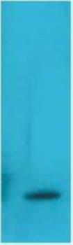 TNF α Monoclonal Antibody(Q36)