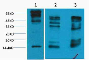 Histone H3 (Tri Methyl Lys9) Monoclonal Antibody(2C3)