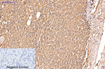 IDE Monoclonal Antibody(3H4)