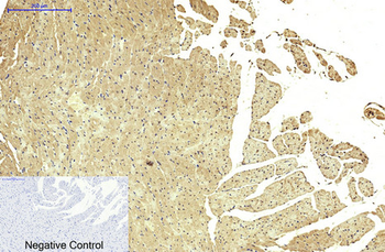 FH Monoclonal Antibody(7F1)