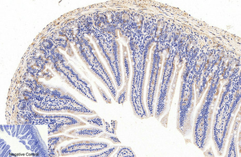 COX IV Monoclonal Antibody(6C8)