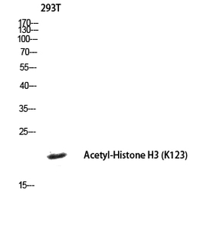 Histone H3 (Acetyl Lys123) Polyclonal Antibody