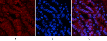 p53 (Di Methyl Lys370) Polyclonal Antibody