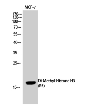 Histone H3 (Di Methyl Lys5) Polyclonal Antibody
